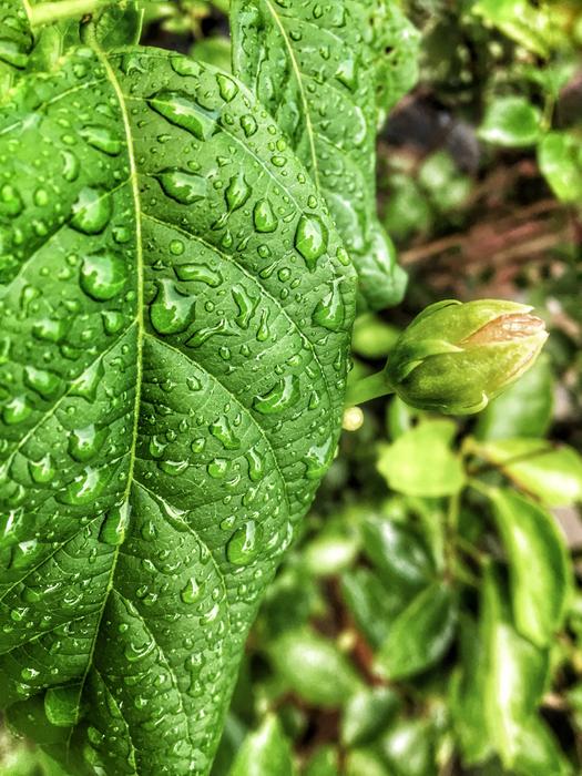 Leaf Flora Nature
