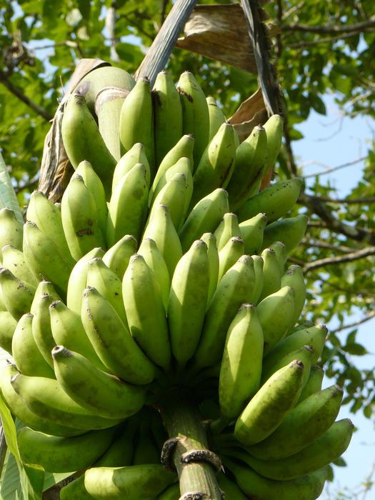 green fresh bananas