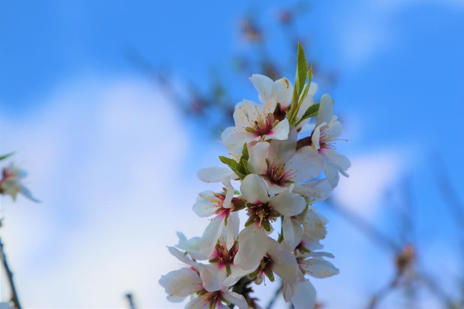 White Flower Natural Plants