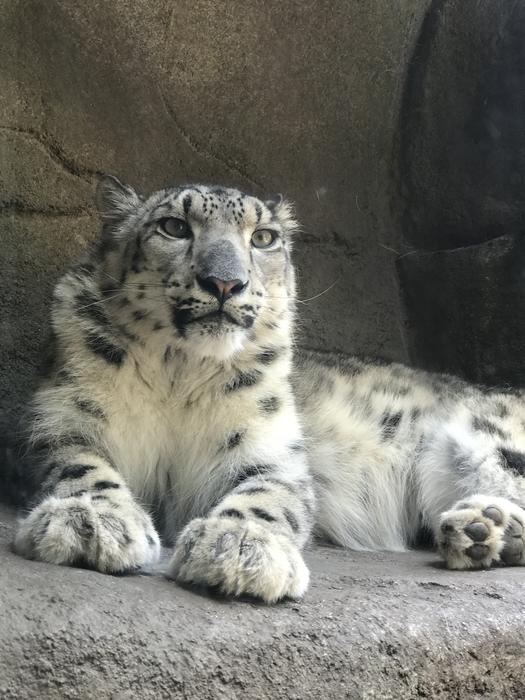 Spotted Leopard Zoo Animal