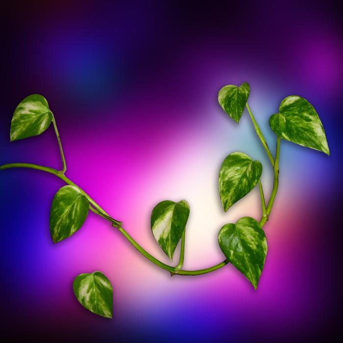 Leaves Green Background