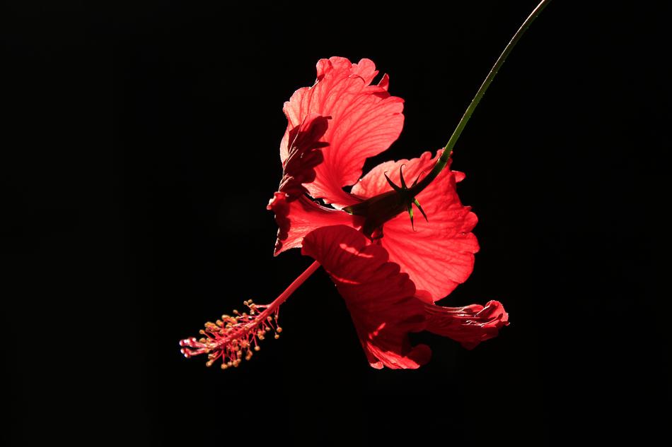 Flower At Backlight