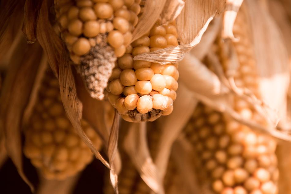 dry corn in the field