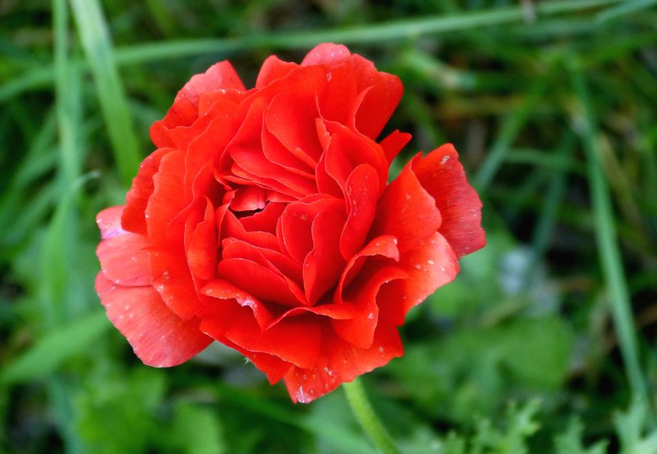 a beautiful rose hidden in the grass.
