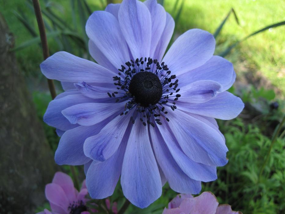 Flower Blue Garden