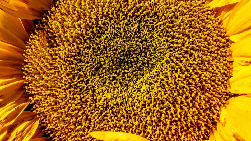 Yellow Flower Sunflower Blossom