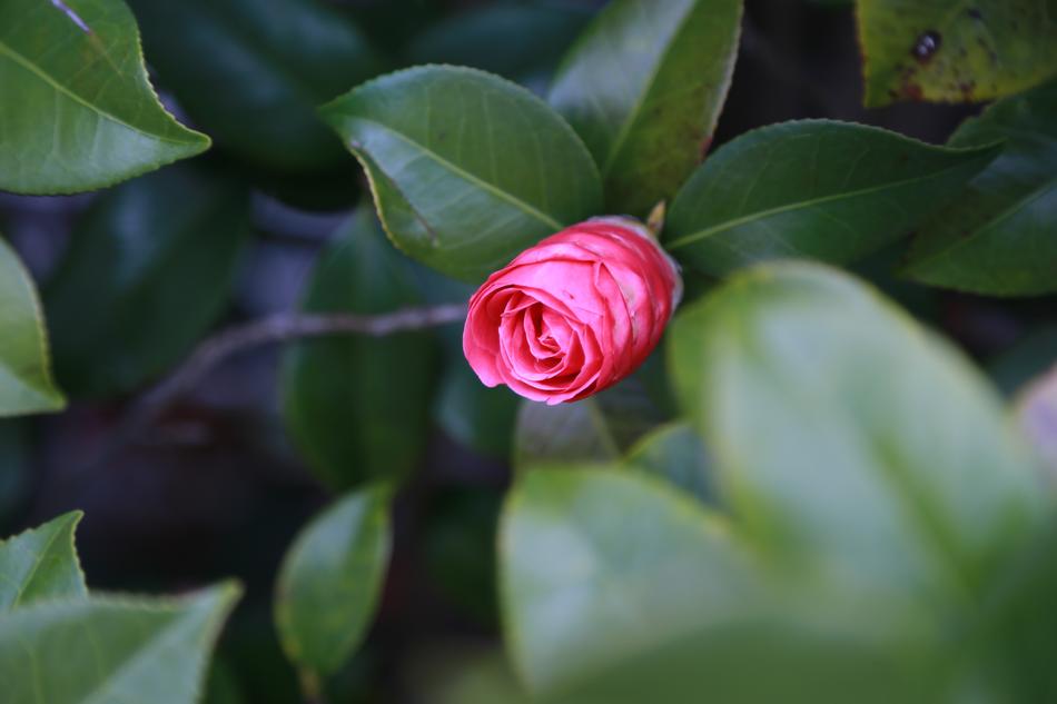 Leaf Nature Plants