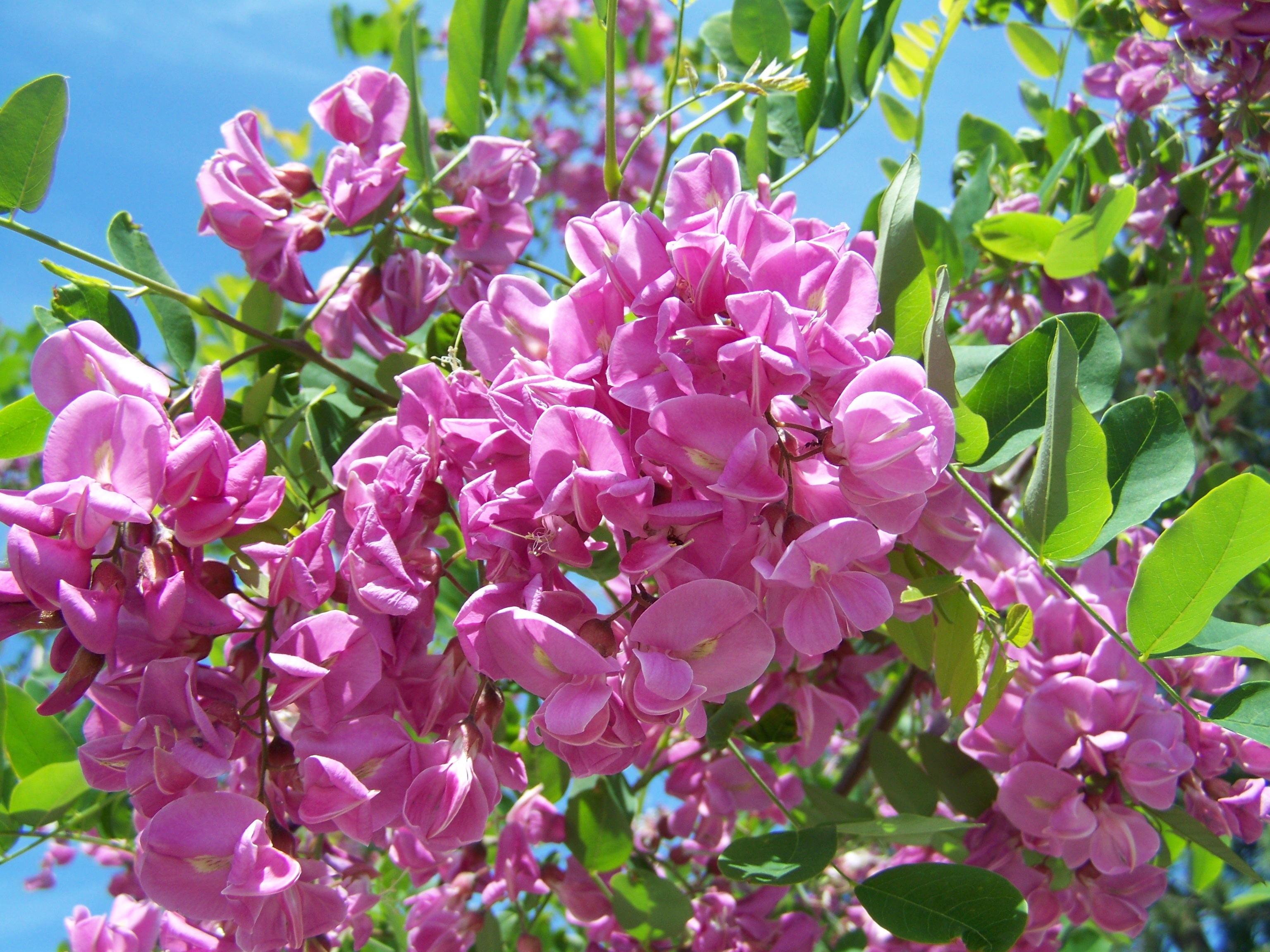 Acacia Lilac-Pink Spring free image download