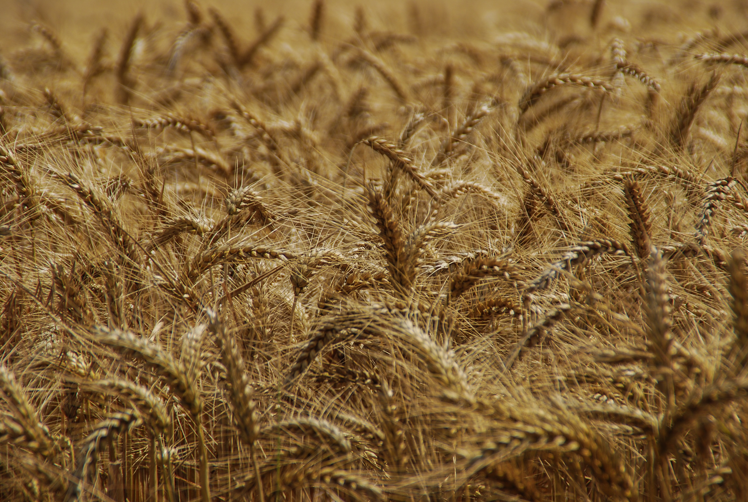 straw-harvest-nature-free-image-download