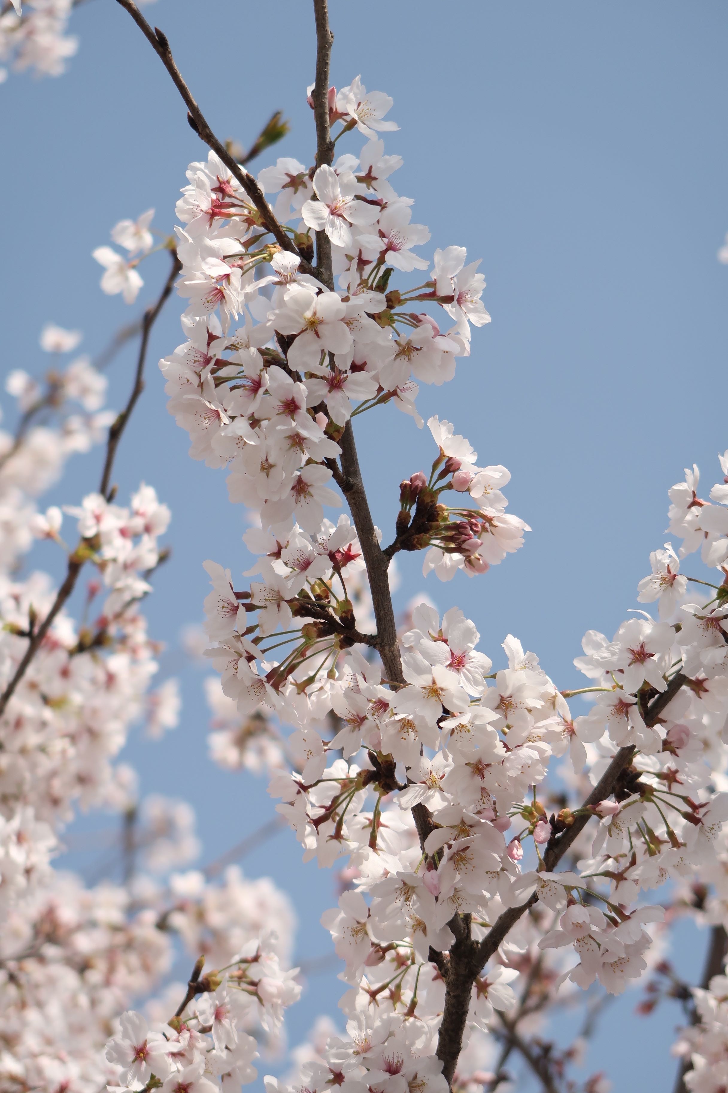 Cherry Blossoms Wood Flowers Free Image Download