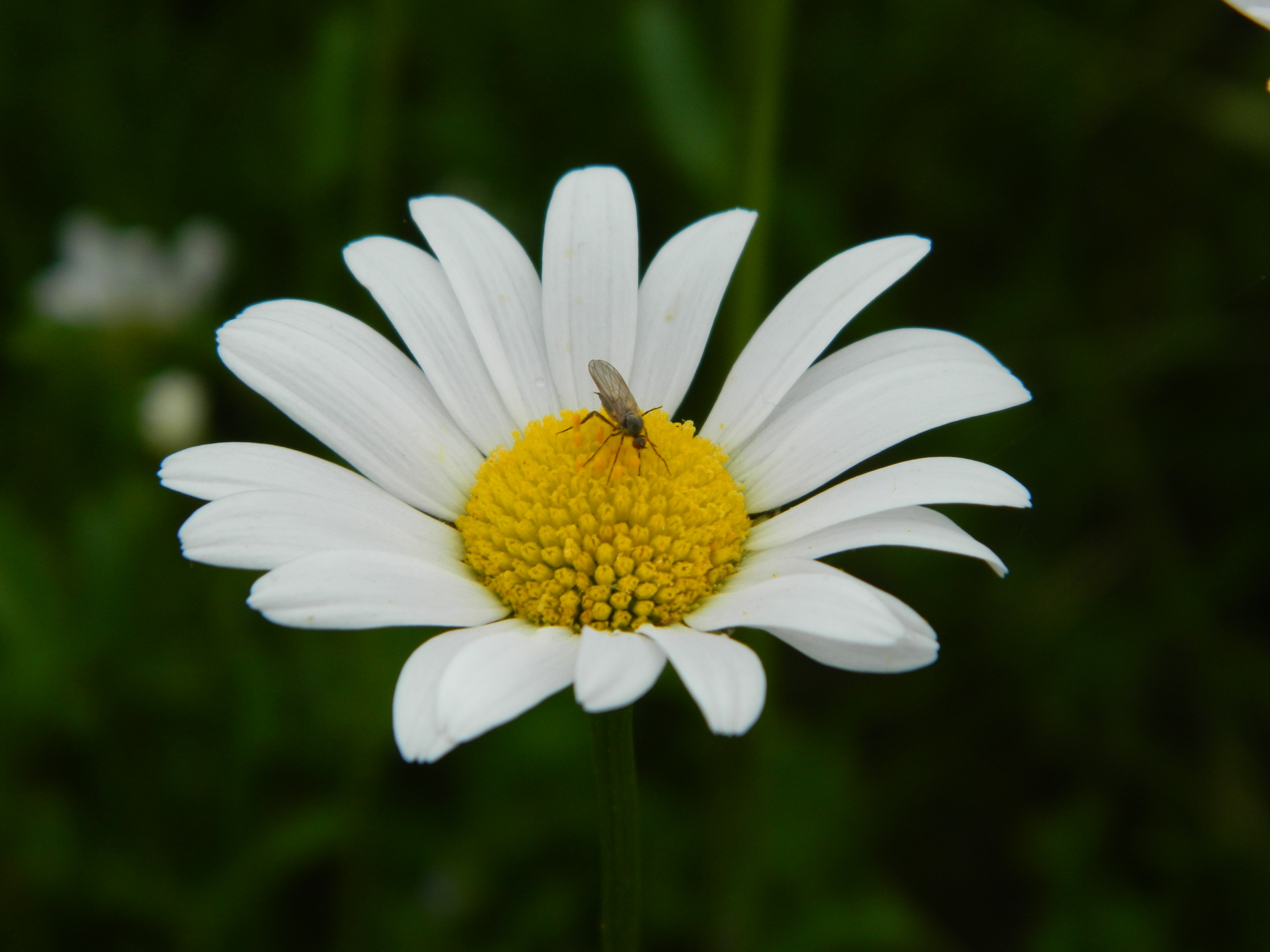 The Incredible Daisy Bloom Leak: A Sight To Behold - kvdvsls