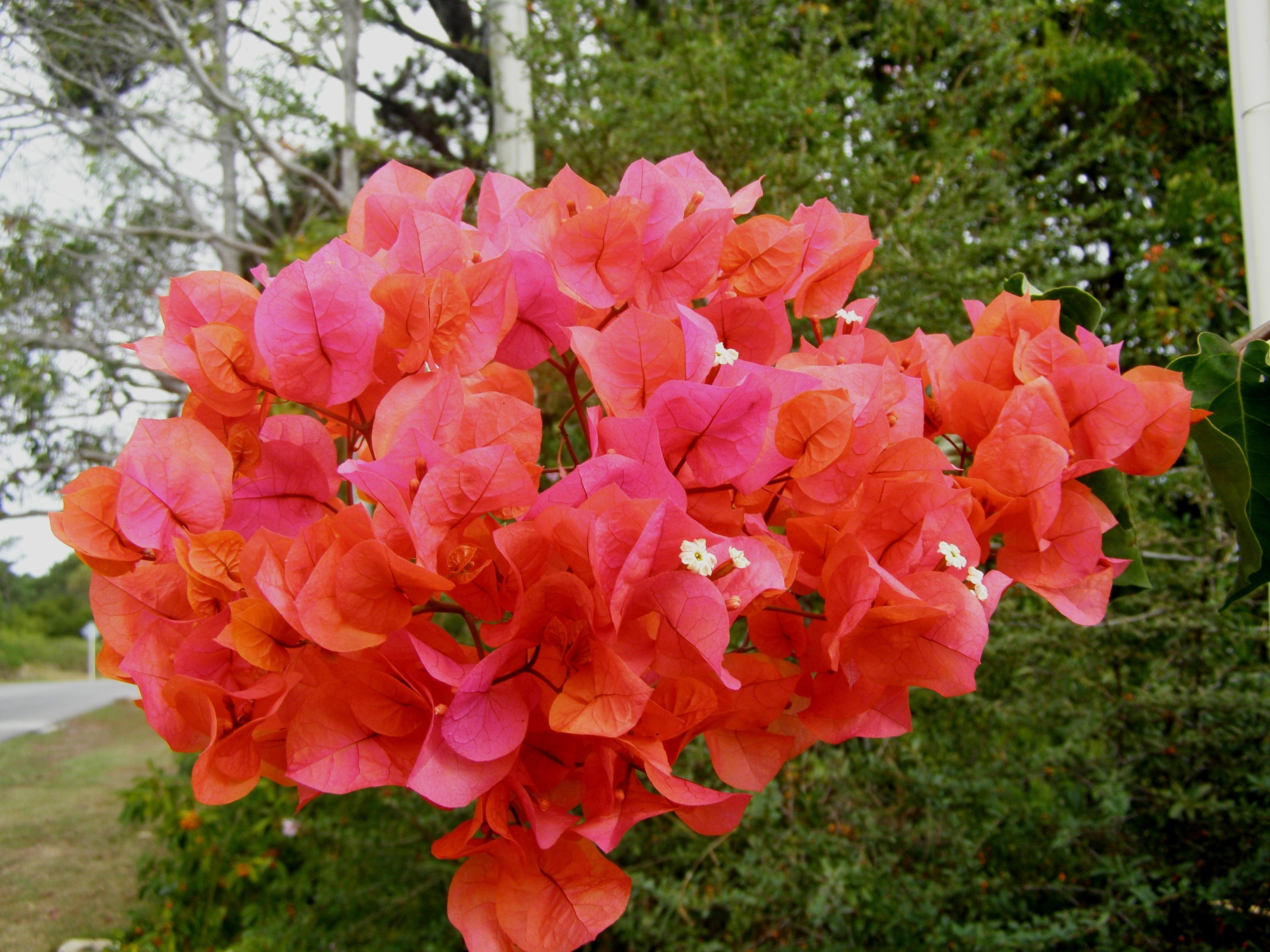 Red Flower Vine Plant free image download