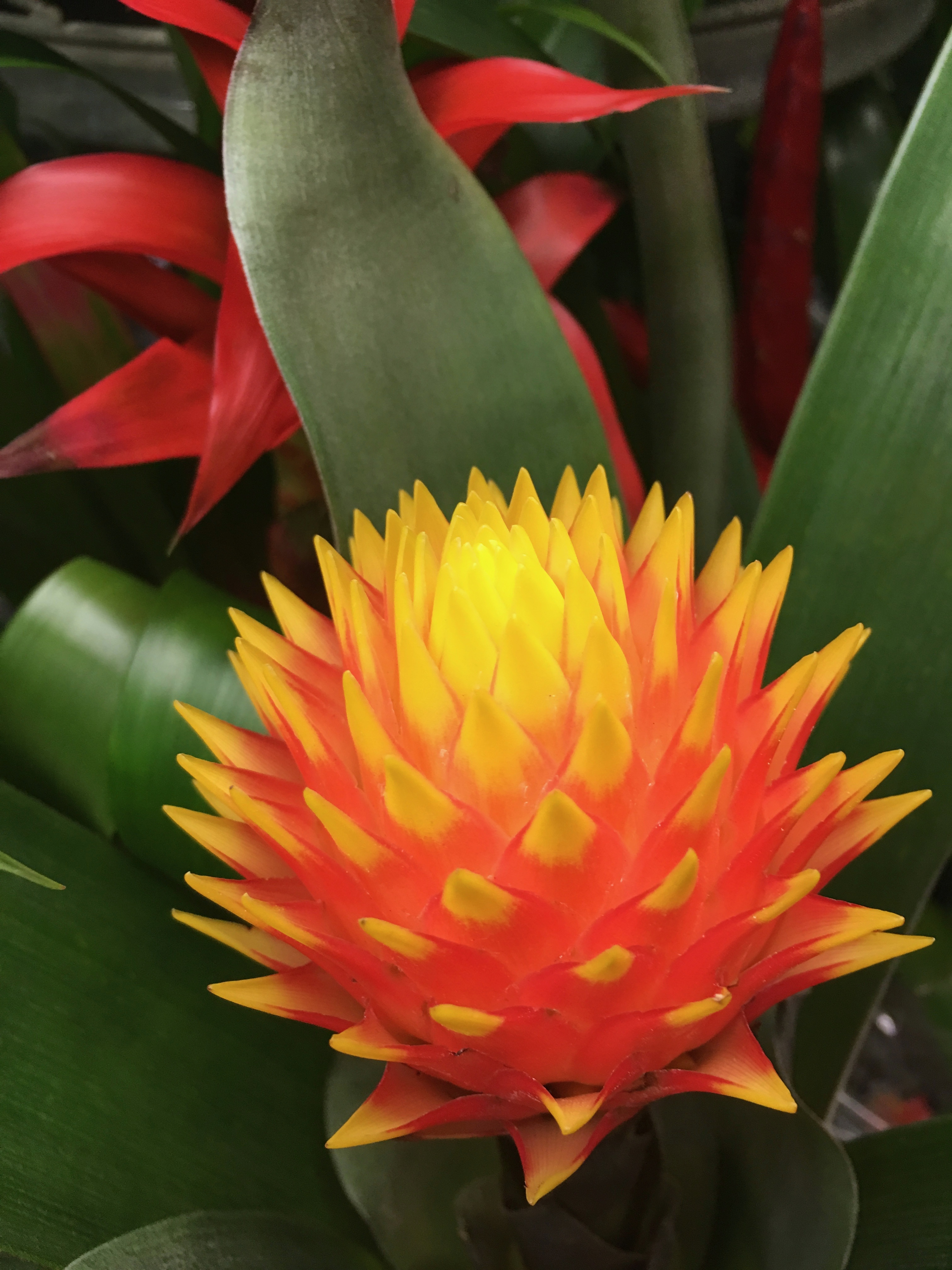 Yellow Orange Flower Floral free image download