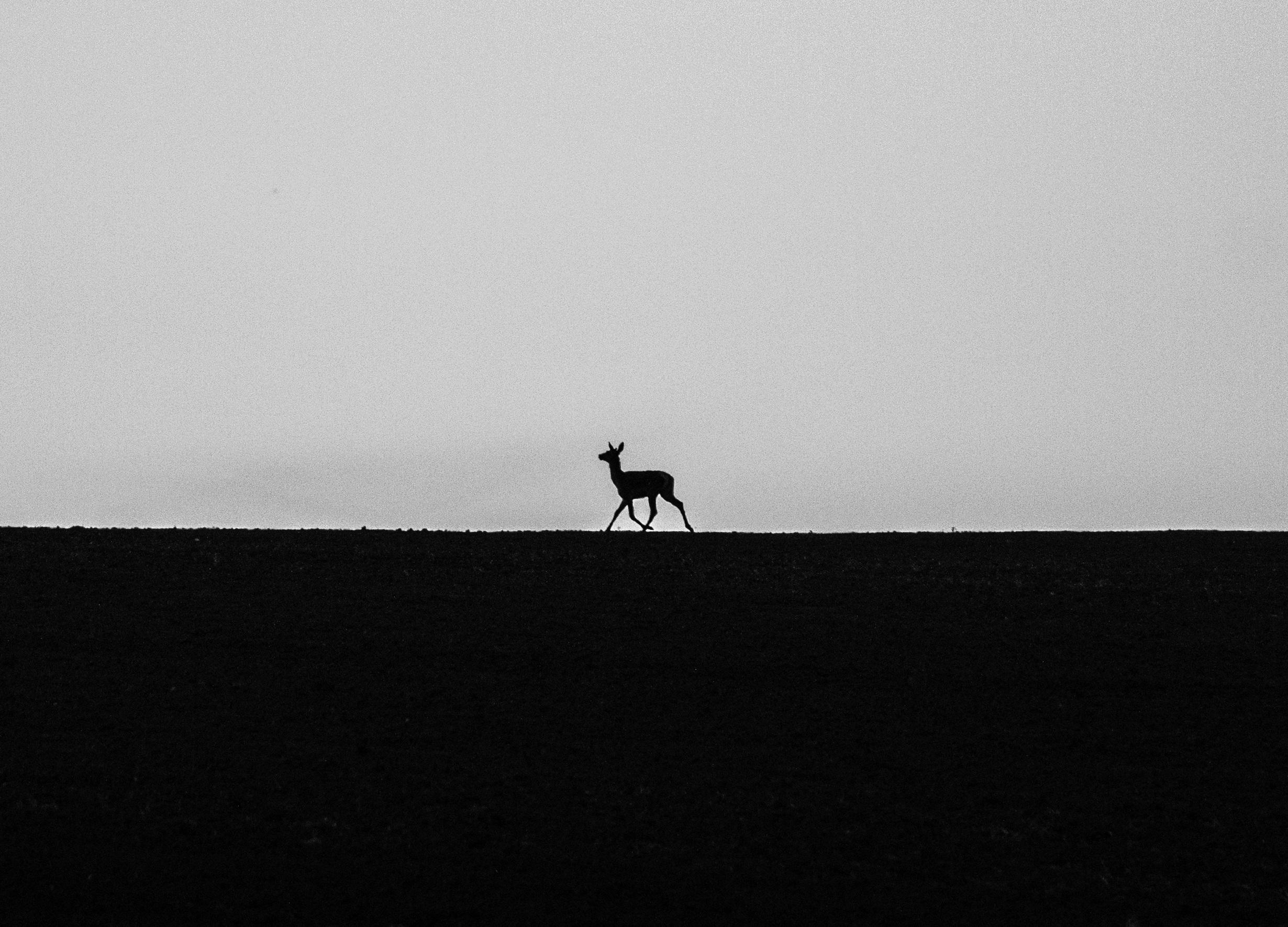Геншин одинокий обитатель. Природа одиночество животные. Картинки для одиночеством animal. Фото силуэт жука фото чб. Deer silhouette Dark.