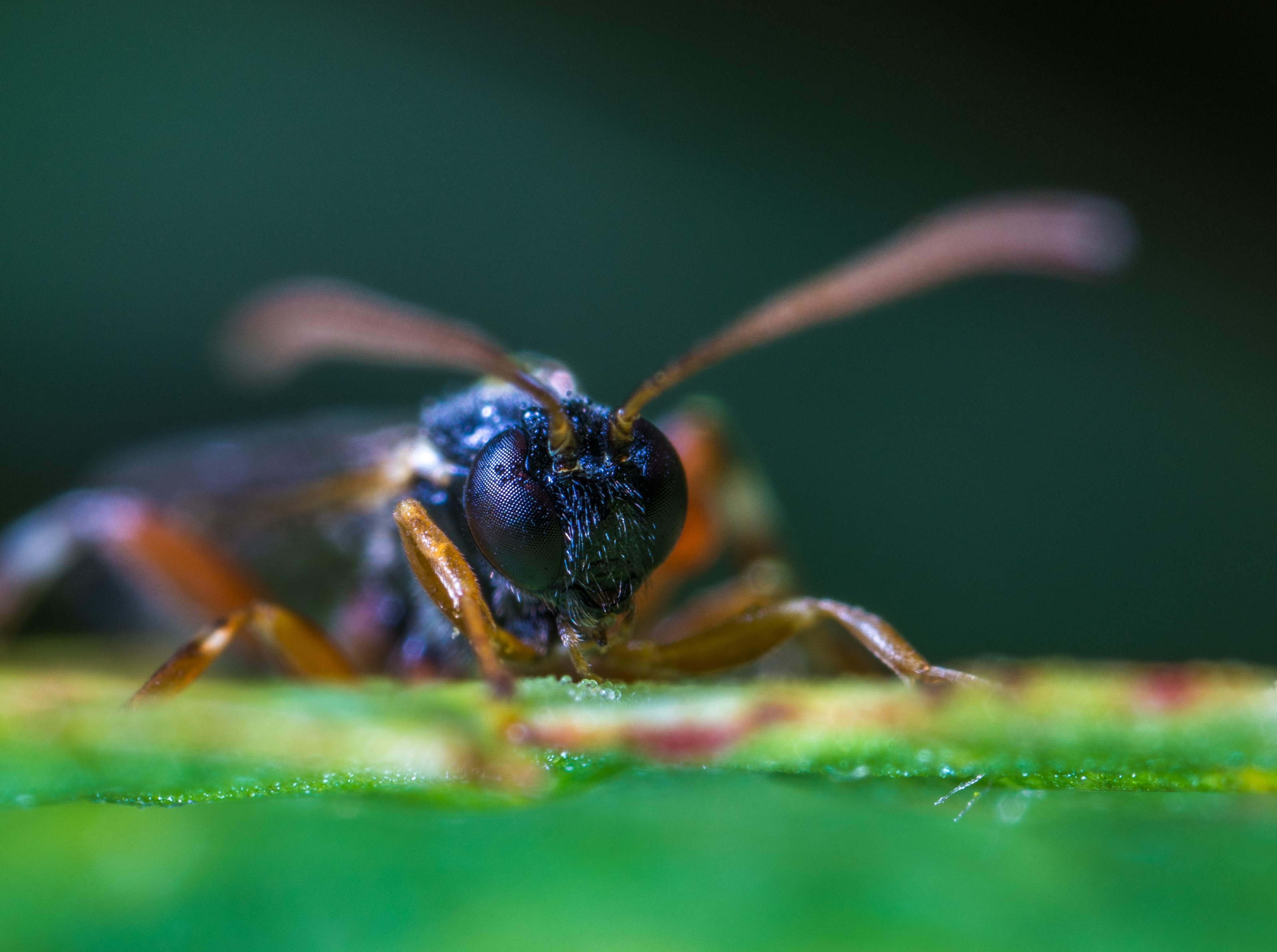 Insect Facet Portrait free image download