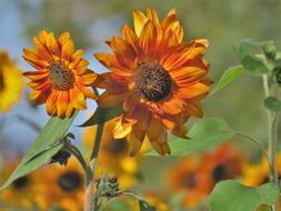 Flower Sunflower Rust