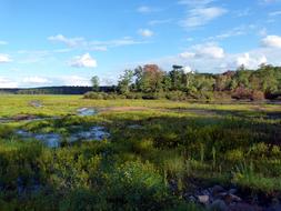 Meadow Tickseed Yellow