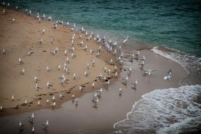 Beach Birds
