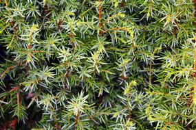 Juniper Bush Pine Ornamental
