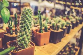 Little Flower Pot Shelves