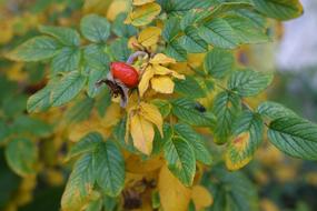 Rose Hip Autumn Shrub