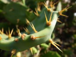 Cactus Thorn Barbed