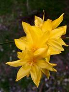 Yellow Flower Petals