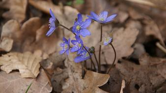 Blue Flowers Leaves Macro
