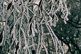 Tree A Branch Foliage