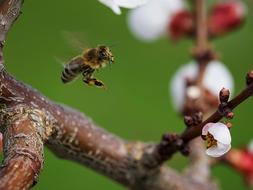 Macro Close-Up Photography