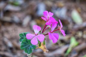 Flower Wild Plant Pink