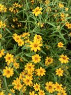 Flowers Yellow Green