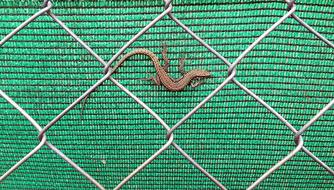 brown Reptile on Green Brown background