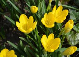 Yellow Flowers Green Leaves Crocus