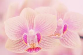 Flower Tropical Petal