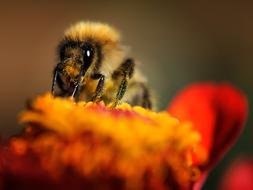Macro Close-Up Photography