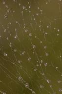 Web Dew Cobweb