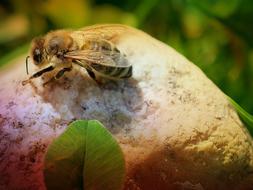 Nature Insect Close Up