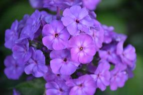 Phlox Flower Purple