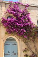 Bougainvillea Plant Blossom