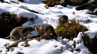 Marmots Snow Nature