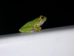 Tree Frog Green
