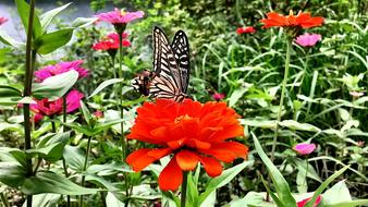 Butterfly Nature Meadow
