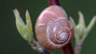 Shell Flower Nature Close up