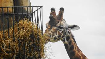 Nature Animal Giraffe