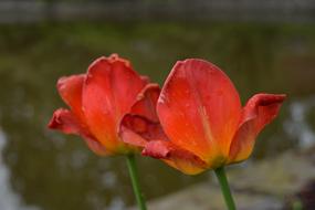 Flower Orange Flowers Isolated