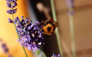 Bittern Flower Nature