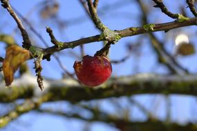 frozen rotten apple