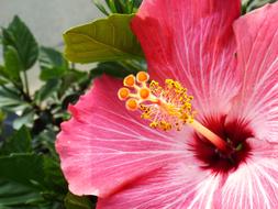 Hibiscus Pink