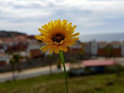 Nature Outdoors Summer